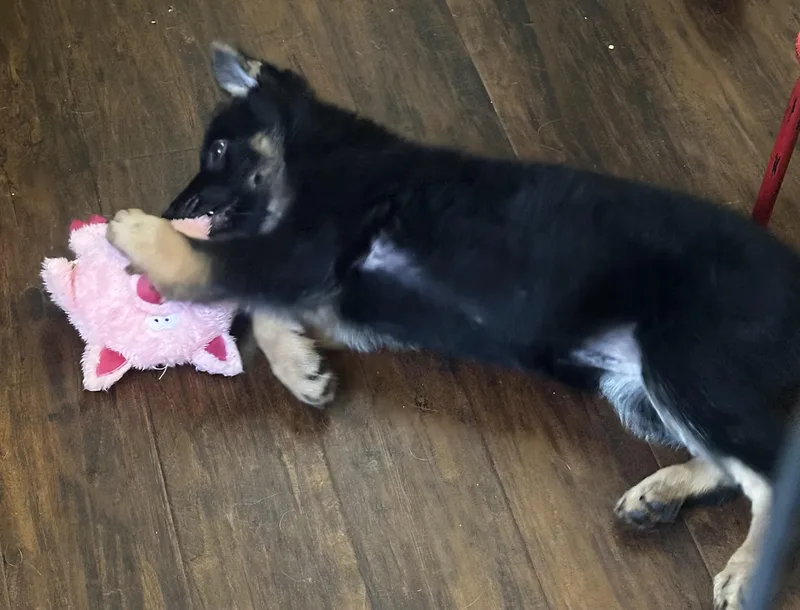 A baby medium-sized female German Shepherd Dog dog named Wanda for adoption in Gulf Breeze, FL