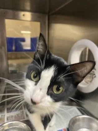 An adult large-sized female Black Domestic Short Hair cat named Jules for adoption in Wichita, KS