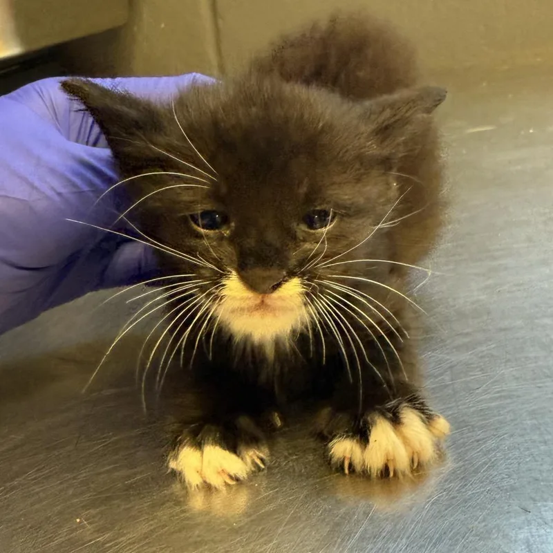 A baby small-sized female Black Domestic Short Hair cat named Jud for adoption in Tuscaloosa, AL