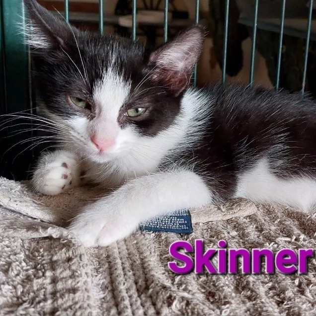 Skinner And Dorian thumbnail 4