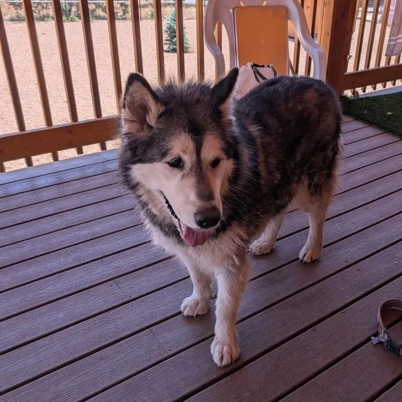 A senior large-sized female Siberian Husky dog named Ellie for adoption in Phoenix, AZ