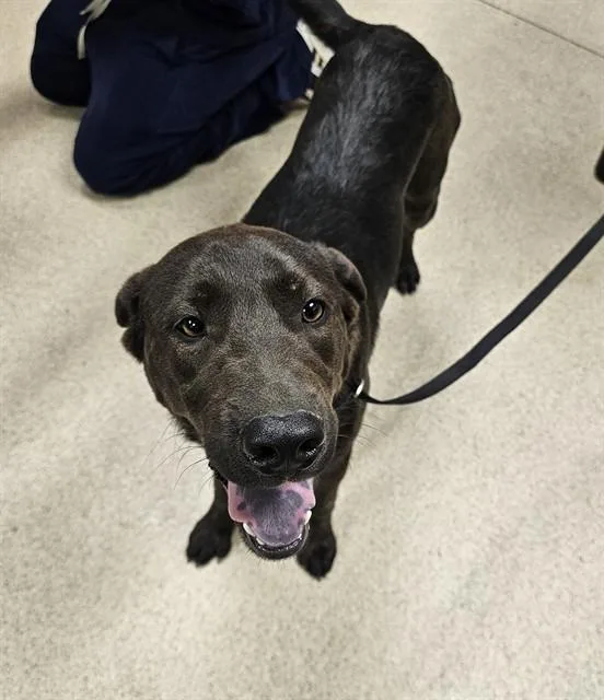 A young large-sized male Labrador Retriever dog named Oakley for adoption in Riverside, CA