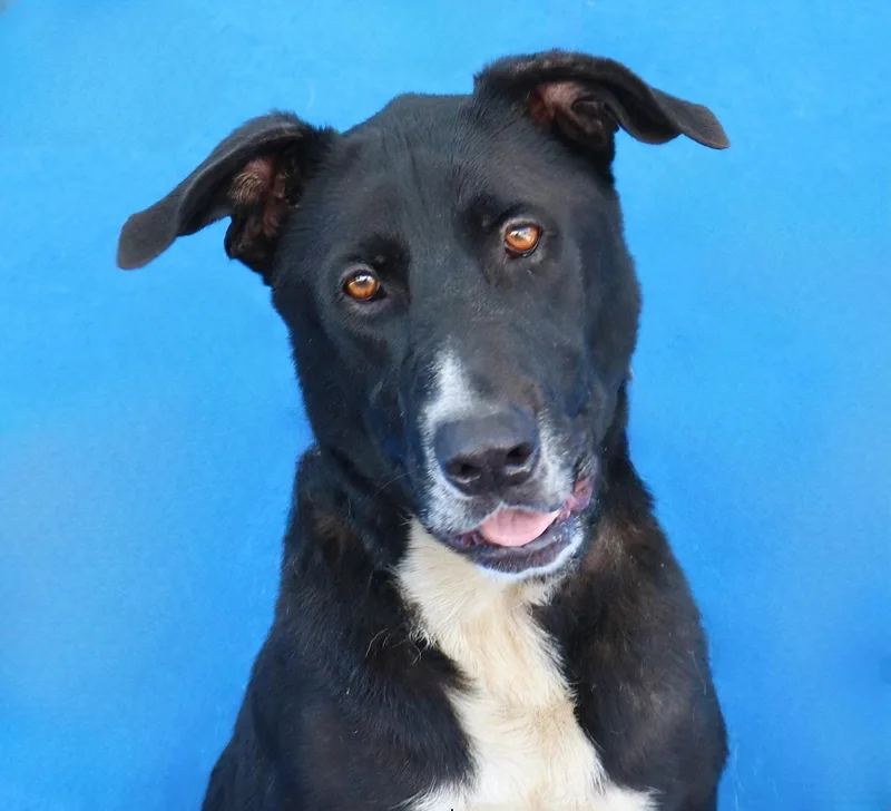 An adult medium-sized male Labrador Retriever dog named Oreo for adoption in Pasadena, CA