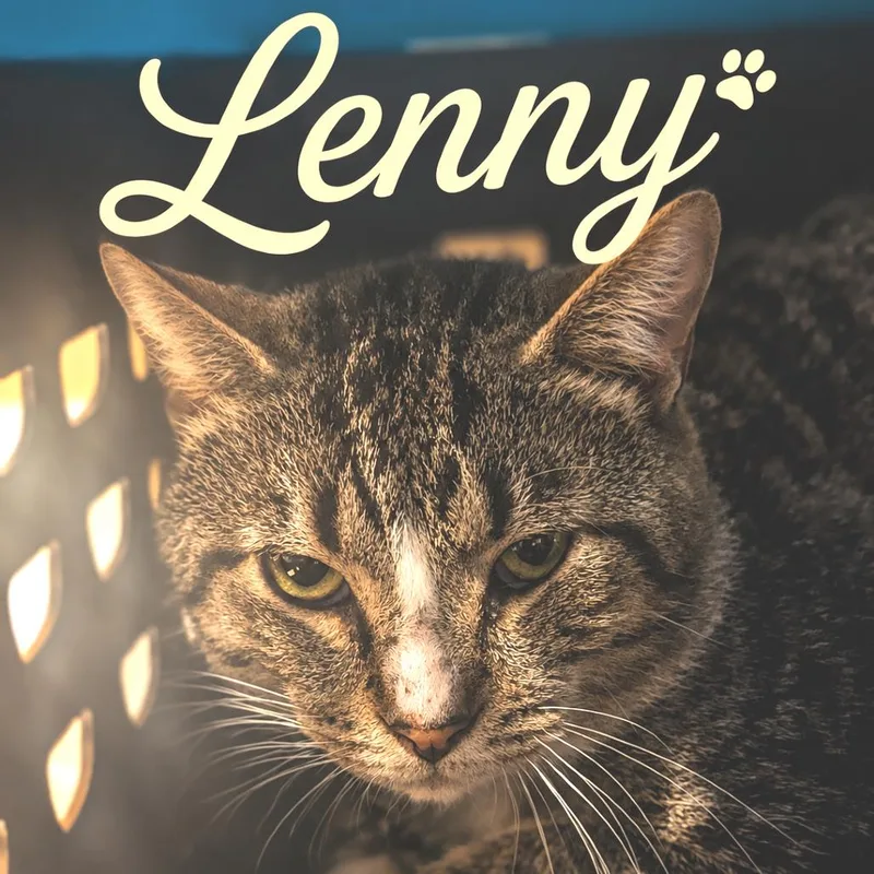 An adult medium-sized male Brown / Chocolate Domestic Short Hair cat named Lenny for adoption in Brownsboro, AL