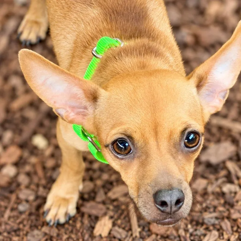 A young small-sized female Brown / Chocolate Chihuahua dog named Demi for adoption in Boerne, TX