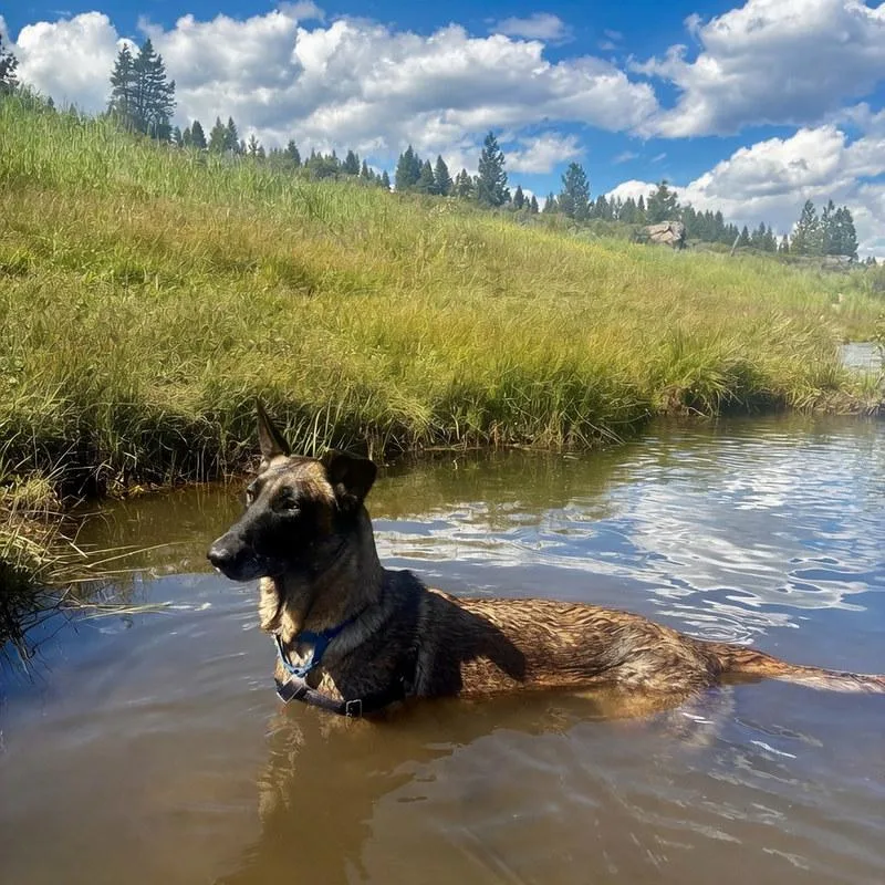 An adult medium-sized female Brindle Mixed Breed dog named Flower for adoption in Truckee, CA