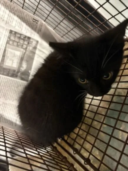 A baby medium-sized male Domestic Short Hair cat named Jay for adoption in Chatsworth, CA