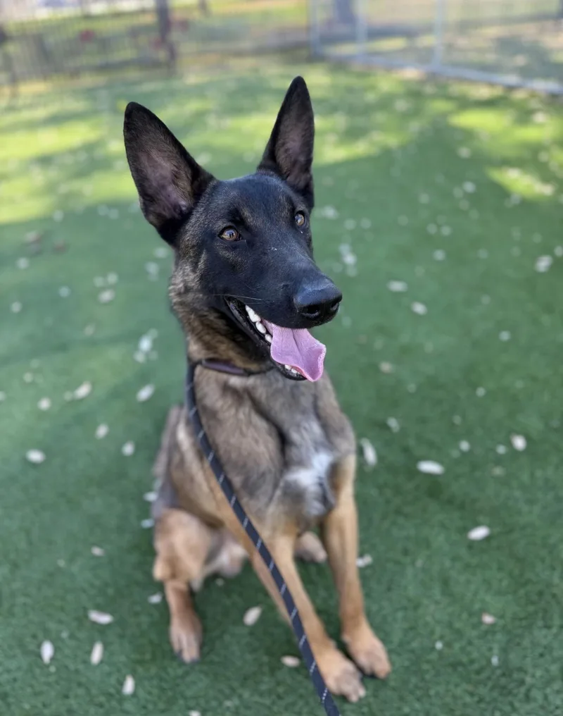 A young large-sized male Belgian Shepherd / Malinois dog named Rüzgar for adoption in Vancouver, WA