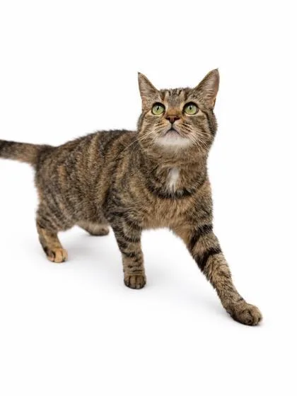 An adult medium-sized female Domestic Short Hair cat named Sadie for adoption in Bowling Green, KY