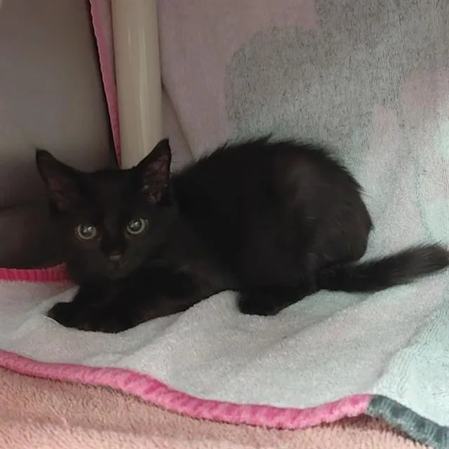 A baby medium-sized male Domestic Short Hair cat named Valor for adoption in Huntsville, AL