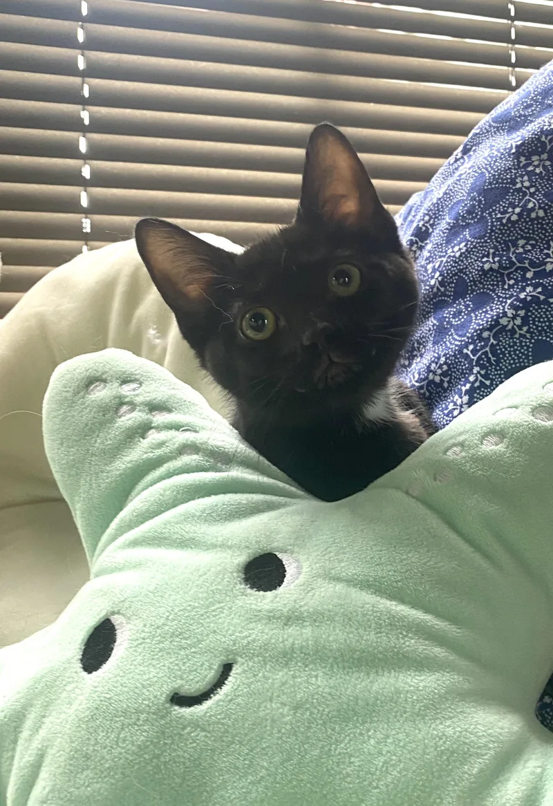 A baby small-sized female Black Domestic Short Hair cat named Jaq at Avon Petco for adoption in Elyria, OH
