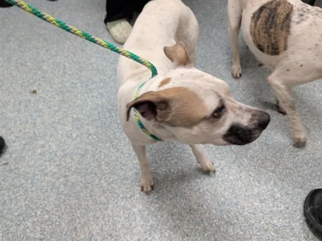 A young medium-sized female Pit Bull Terrier dog named Curly for adoption in Garland, TX