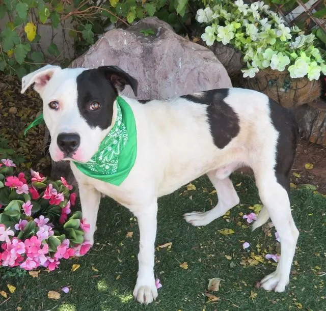 A young large-sized male Pit Bull Terrier dog named Ben for adoption in Oklahoma City, OK
