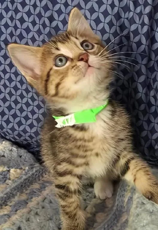 A baby medium-sized male Tabby (Brown / Chocolate) Domestic Short Hair cat named Heath for adoption in Tomah, WI