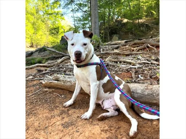 An adult medium-sized female Pit Bull Terrier dog named Cici for adoption in Chapel Hill, NC