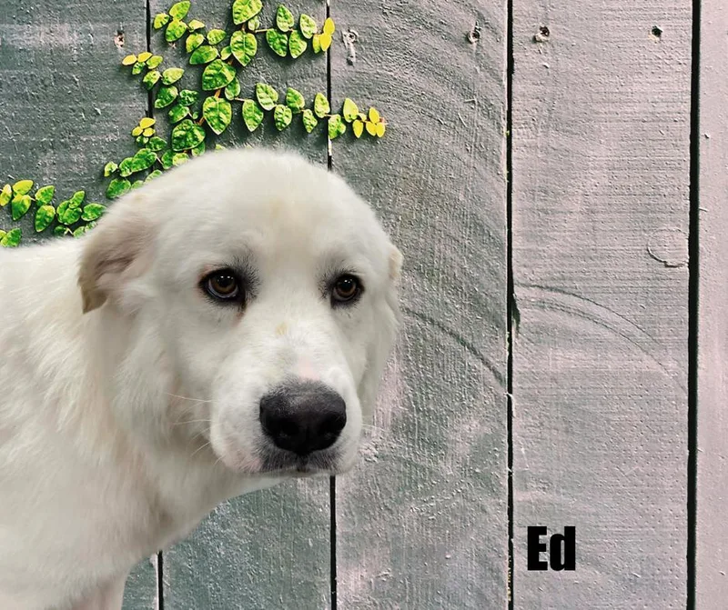 A young large-sized male White / Cream Great Pyrenees dog named Ed for adoption in Marshville, NC