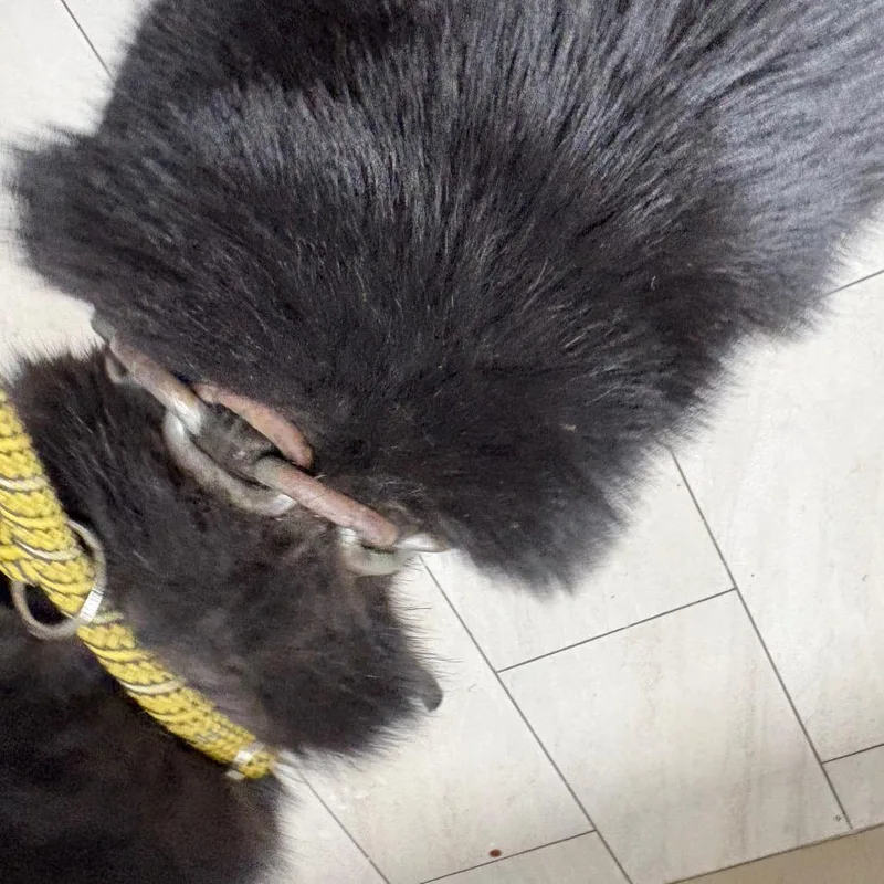 A young medium-sized male Black Husky dog named Fish for adoption in Lufkin, TX