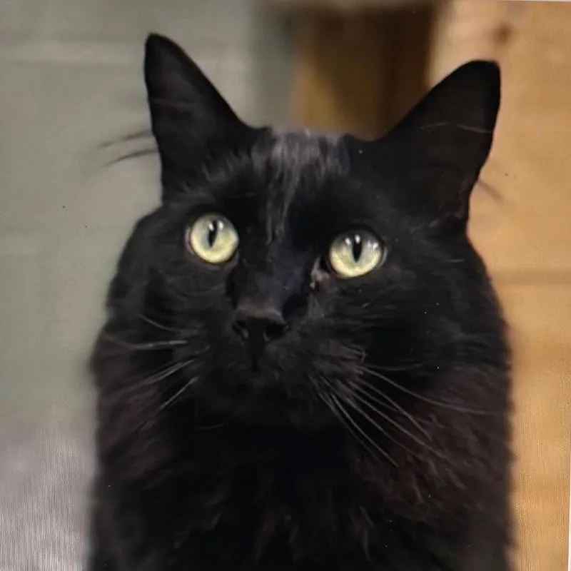 An adult extra large-sized male Black Domestic Long Hair cat named Middy for adoption in Bristol, IN