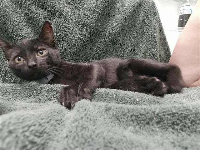 A baby small-sized male Black Domestic Short Hair cat named Lewis for adoption in Tavares, FL
