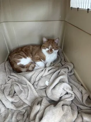 An adult medium-sized male Domestic Short Hair cat named Honor for adoption in Westland, MI