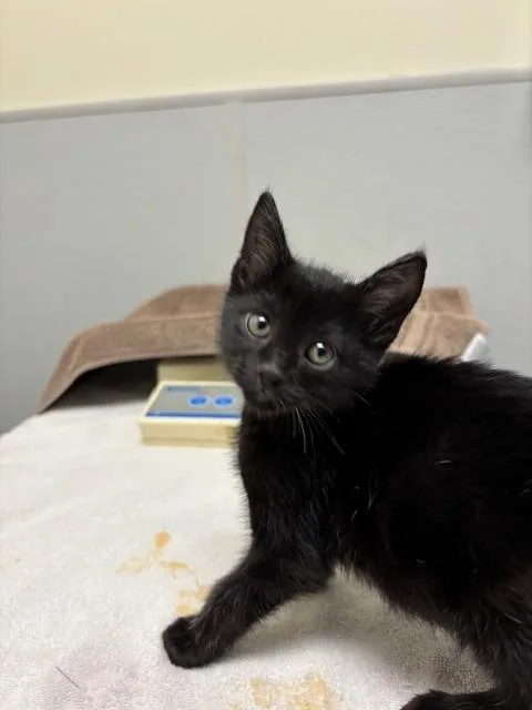 A baby small-sized female Domestic Short Hair cat named Pheobe for adoption in Leesburg, VA