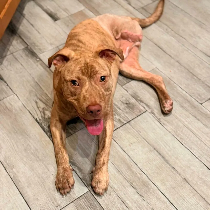 A baby medium-sized male Brindle Pit Bull Terrier dog named Blu Ssp for adoption in Austin, TX