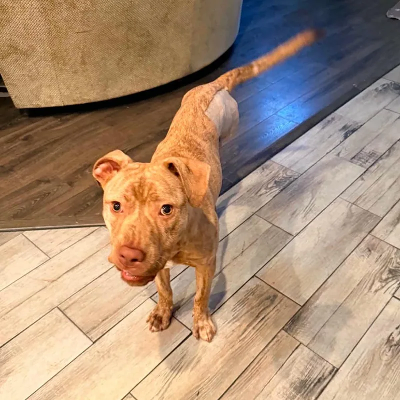 Blu Ssp thumbnail 6