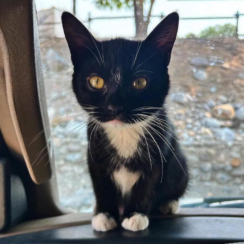 A young medium-sized female Domestic Short Hair cat named Bolo Reitze for adoption in Eagle Mountain, UT