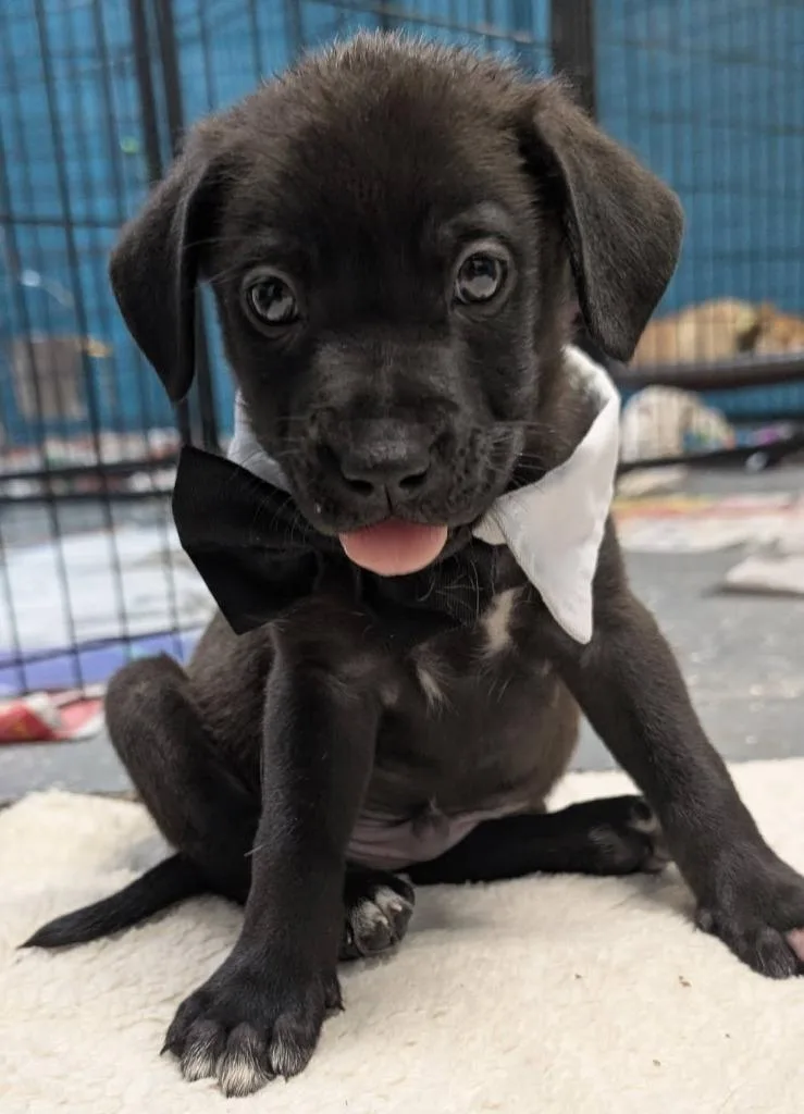 A baby medium-sized male Beagle dog named Bo for adoption in Warren, MI