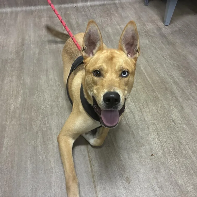 An adult large-sized male Yellow / Tan / Blond / Fawn German Shepherd Dog dog named Mojo for adoption in Pasadena, CA