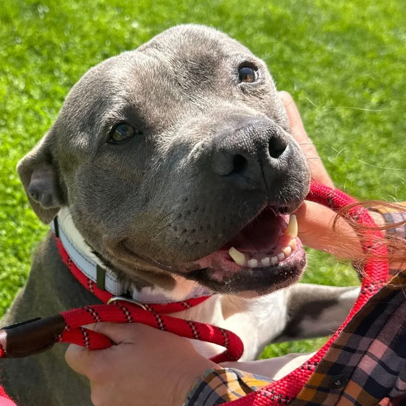 An adult large-sized female Pit Bull Terrier dog named Velvet for adoption in Baldwin, MD
