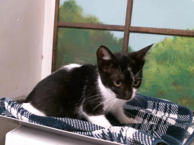 A baby small-sized female Domestic Short Hair cat named Bunny for adoption in Houston, TX