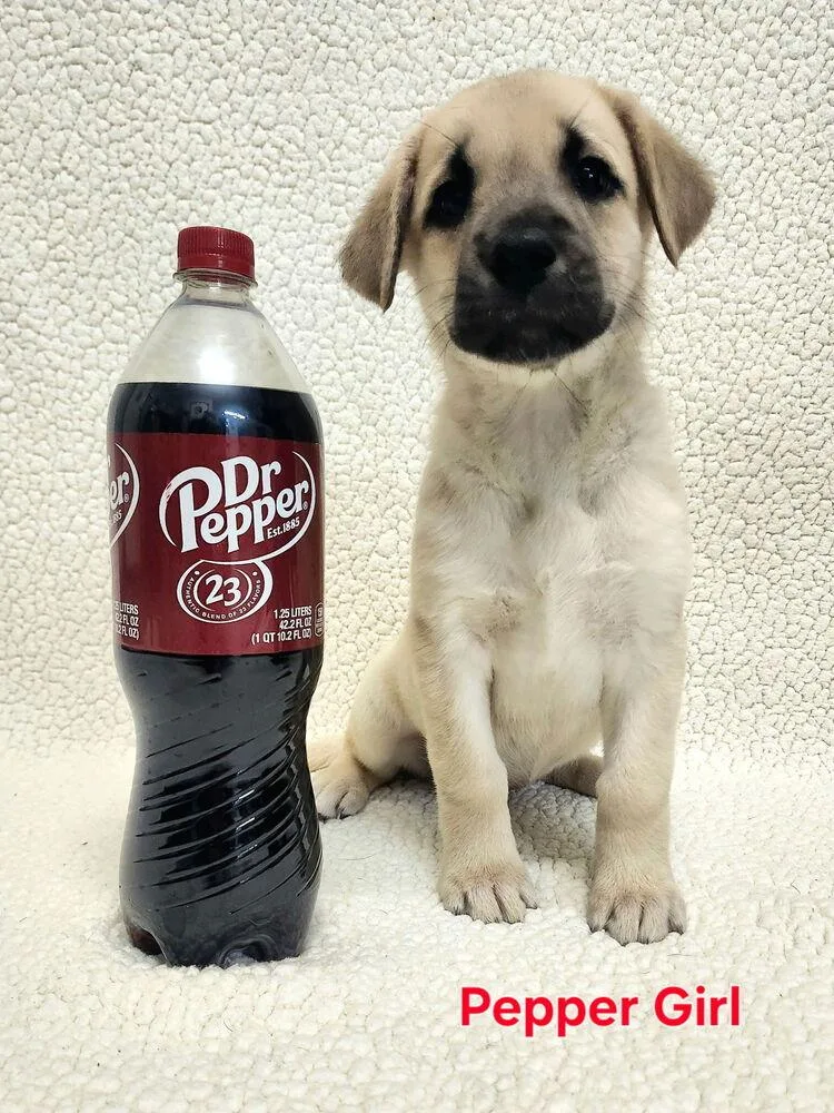 Ciccarelliz “chili” Pepper