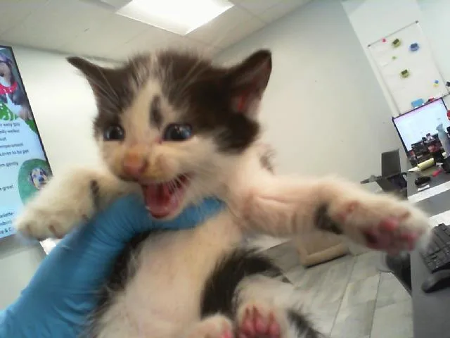 A baby small-sized female Domestic Short Hair cat named Ophelia for adoption in Charlotte, NC