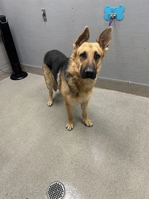 A young large-sized male German Shepherd Dog dog named Taco for adoption in Las Vegas, NV