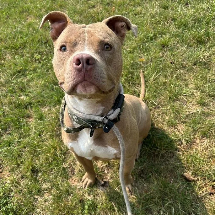 An adult small-sized male Yellow / Tan / Blond / Fawn Pit Bull Terrier dog named Walrus for adoption in Lyndhurst, VA