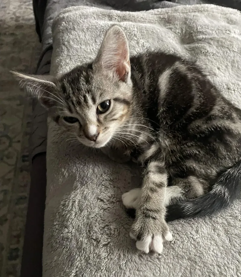 A baby medium-sized male Tabby (Gray / Blue / Silver) Domestic Short Hair cat named Rocko for adoption in Puyallup, WA