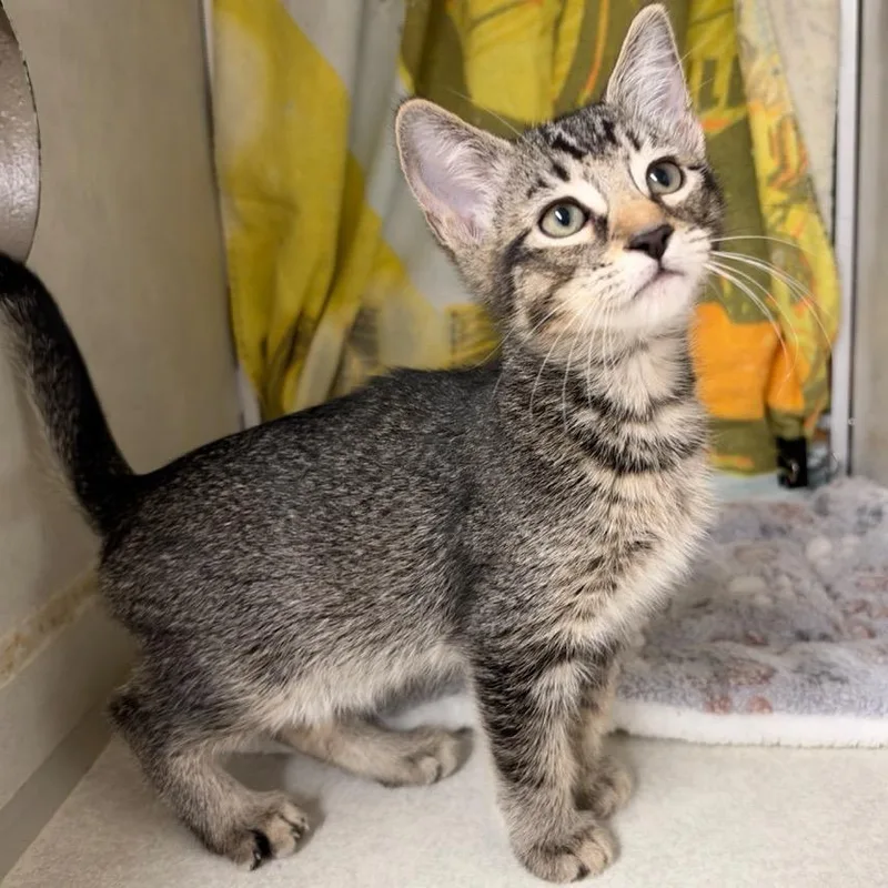 A baby small-sized male Black Domestic Short Hair cat named Hermes for adoption in Colorado Springs, CO