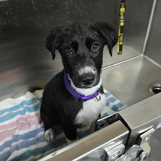 A baby medium-sized female Labrador Retriever dog named Olive for adoption in Austin, AR
