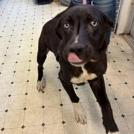 A young medium-sized male Black Labrador Retriever dog named Ray for adoption in Hawthorne, CA