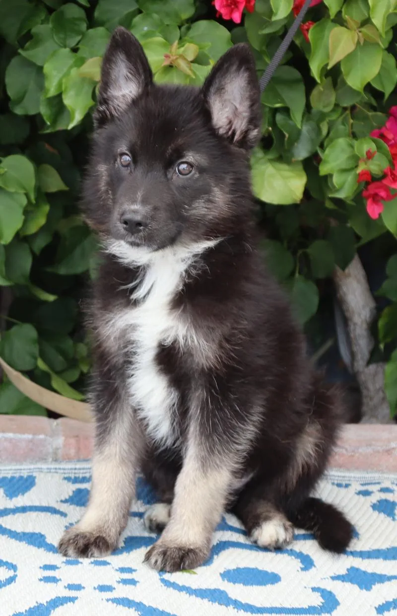A baby large-sized male Black German Shepherd Dog dog named Marty Von Mainz for adoption in Los Angeles, CA
