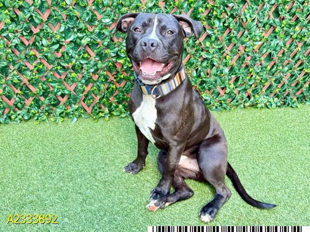 A young large-sized male Mixed Breed dog named Earl for adoption in West Palm Beach, FL
