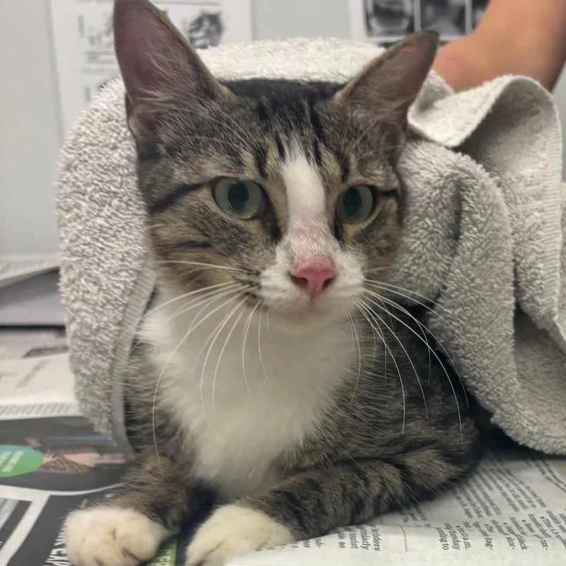 An adult medium-sized female Brown / Chocolate Domestic Short Hair cat named Minecraft for adoption in Jacksonville, FL