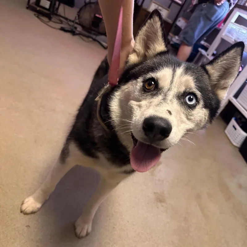 A young medium-sized female Black Husky dog named Sierra for adoption in Valley, AL