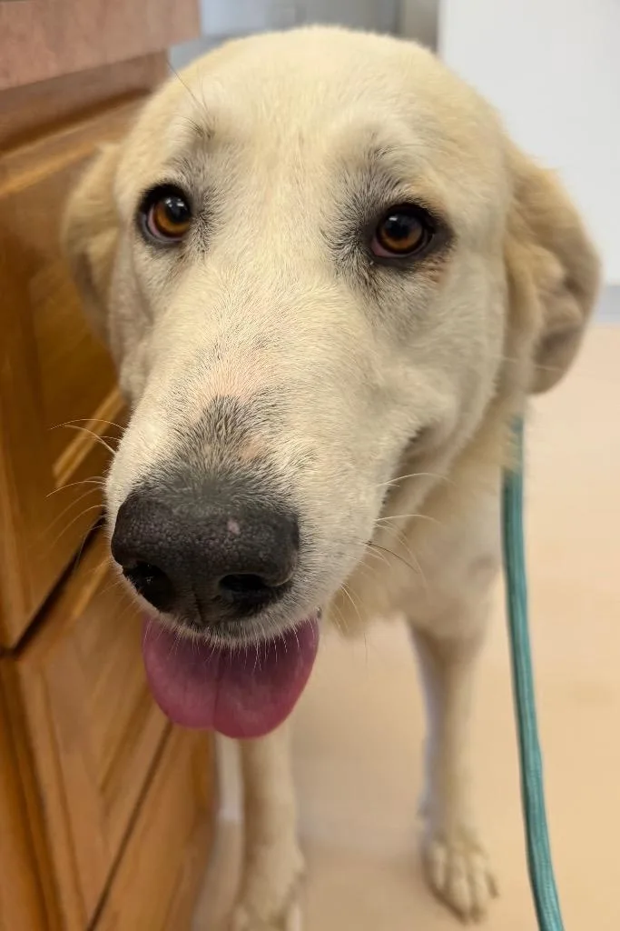 A young large-sized female Great Pyrenees dog named Nymeria for adoption in Belton, TX