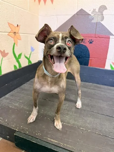 An adult small-sized male Chihuahua dog named Mutley for adoption in Castaic, CA