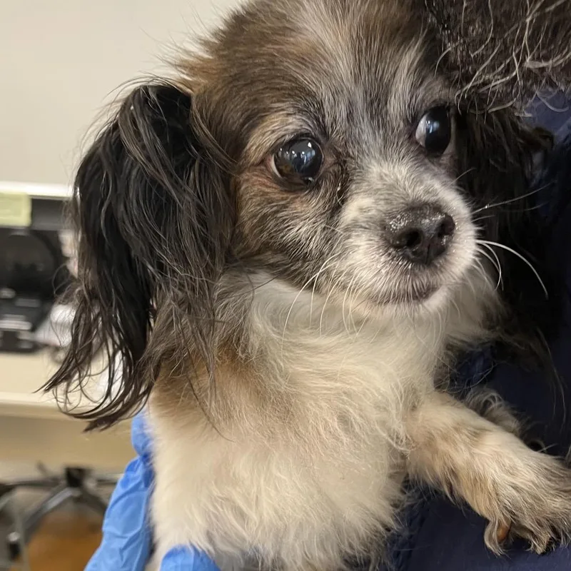 A senior small-sized female Brown / Chocolate Mixed Breed dog named Lucy for adoption in Tunkhannock, PA
