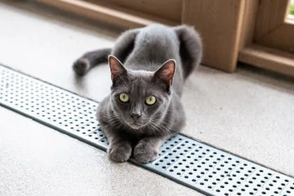 A baby small-sized male Domestic Short Hair cat named Leodis for adoption in Ringoes, NJ