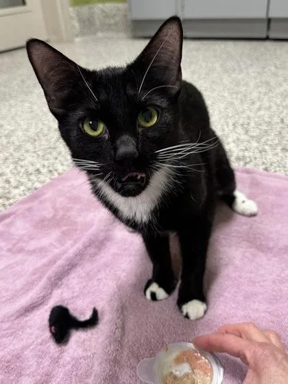 An adult small-sized female Domestic Short Hair cat named Stella for adoption in Fairfax, VA
