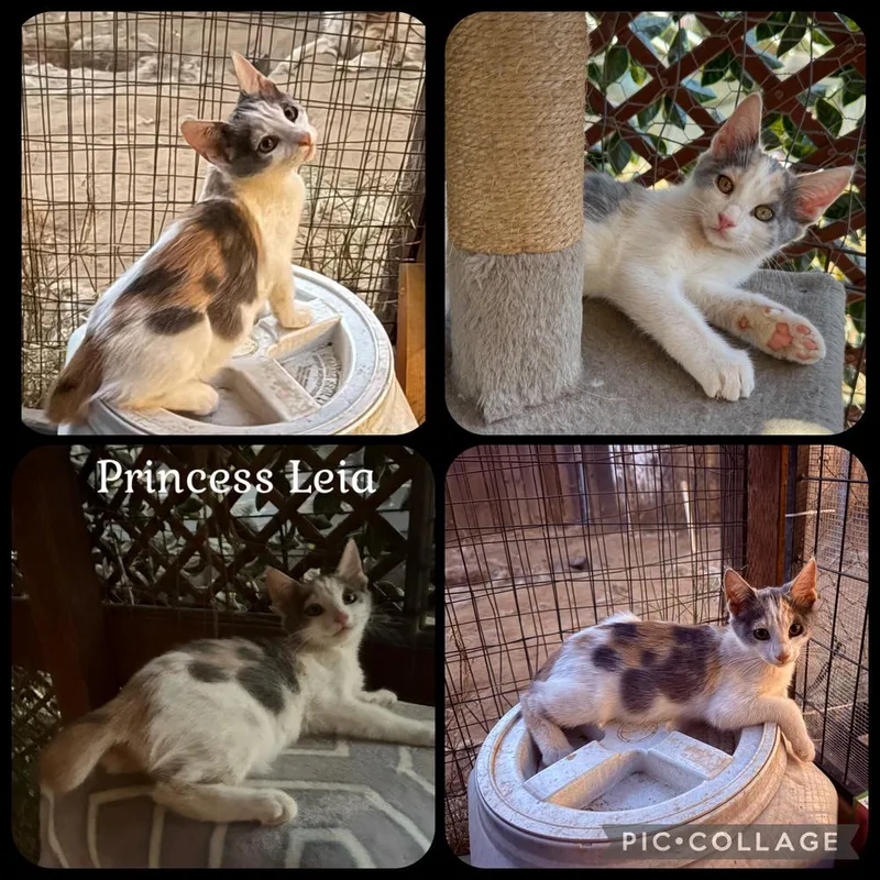 A baby small-sized female Black & White / Tuxedo Domestic Short Hair cat named Princess Leia for adoption in Beaumont, CA